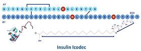 Insulin Icodec