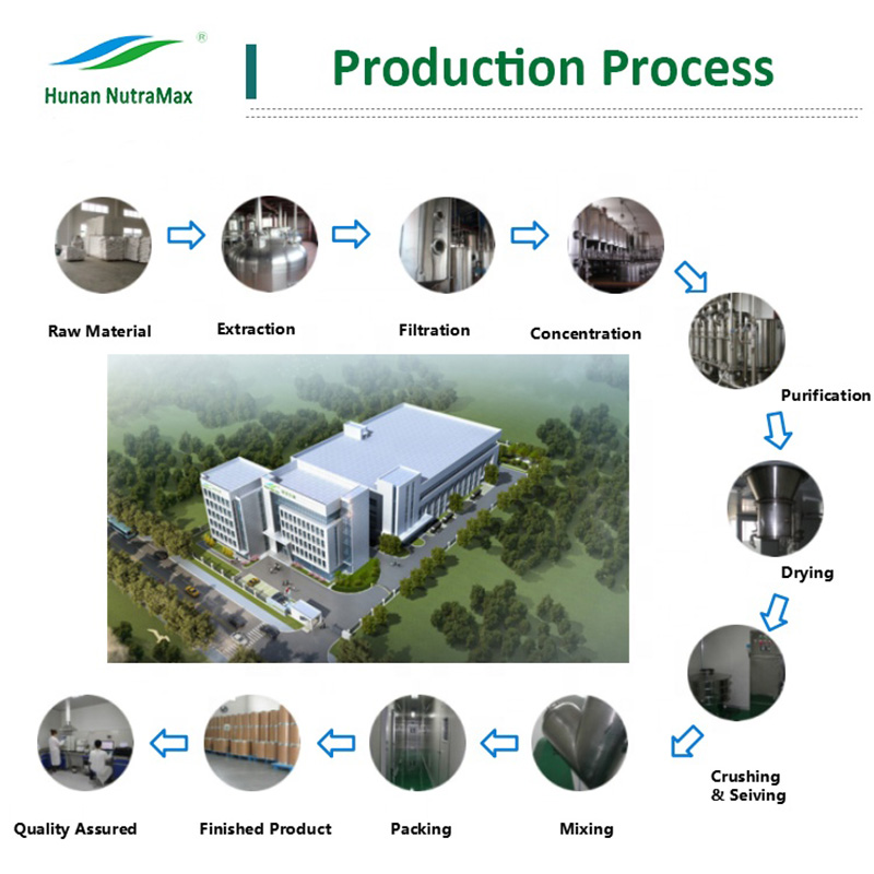 Bulk Packaging 10:1 Mullein Leaf Extract  
