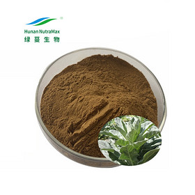 Bulk Packaging 10:1 Mullein Leaf Extract