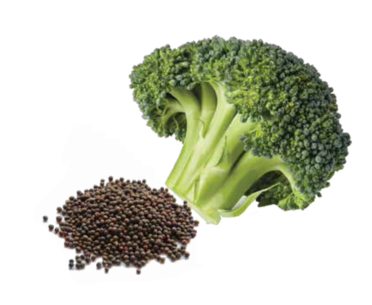 Broccoli Seed Extract