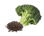 Broccoli Seed Extract