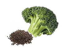 Broccoli Seed Extract