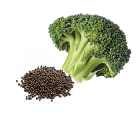 Broccoli Seed Extract