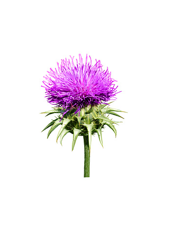 Silymarin by Acetone（Milk thistle extract）