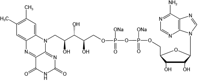 Flavin adenine dinucleotide disodium salt（FAD-Na2）-84366-81-4