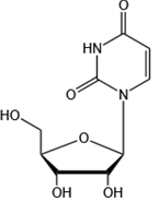 Uridine（UR）