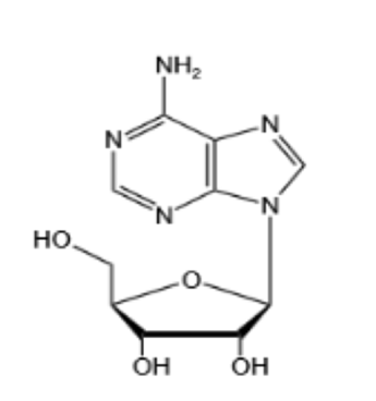 Adenosine（Ar）