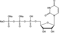 Uridine 5’-triphosphate trisodium salt（UTP-Na3）