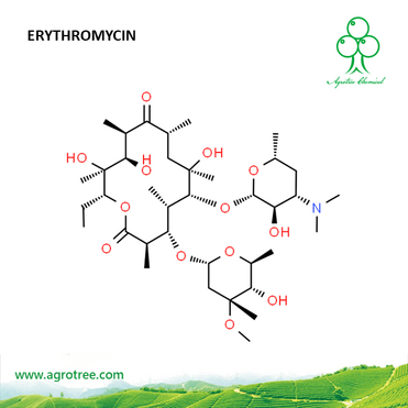 Erythromycin