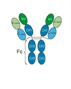 Nipocalimab