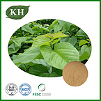 Mulberry Leaf Extract Powder