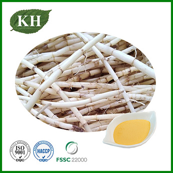 Couch Grass Rhizome Extract Powder