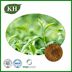 Green Tea Extract Powder