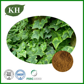 Ivy Extract Powder