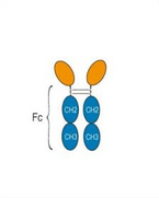 Research Grade Sotatercept  (DHC33102)