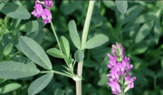 Alfalfa Extract