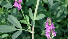 Alfalfa Extract