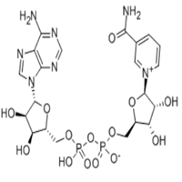 β-Nicotinamide adenine dinucleotide  