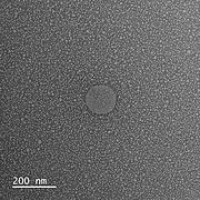 LIPOSOMALNA WITAMINA C