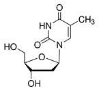 Thymidine