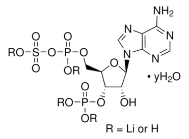 Adenosine3′-phosphate5′-phosphosulfatelithiumsalthydrate