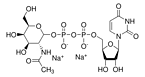 Uridine 5′-diphospho-N-acetylgalactosamine disodium salt