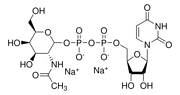Uridine 5′-diphospho-N-acetylgalactosamine disodium salt