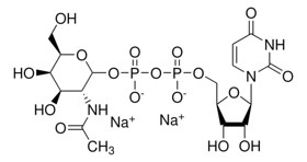Uridine 5′-diphospho-N-acetylgalactosamine disodium salt