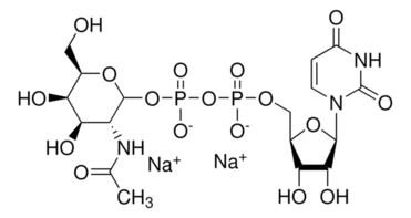 Uridine 5′-diphospho-N-acetylgalactosamine disodium salt