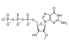 β-Thio-((2R,3R,4R,5R)-5-(2-amino-6-oxo-1,6-dihydro-9Hpurin-9-yl)-3-hydroxy-4-methoxytetrahydrofuran