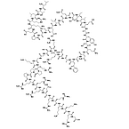 FOXO4-DRI