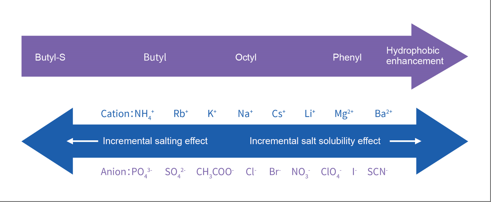 Hydrophobic Interaction Resins  