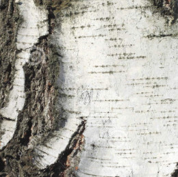 Betuak?? Birch bark extract  Betulinic acid