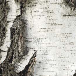 Betuak?? Birch bark extract  Betulinic acid