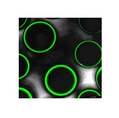 BTCore CTC  