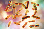 Lactobacillus acidophilus