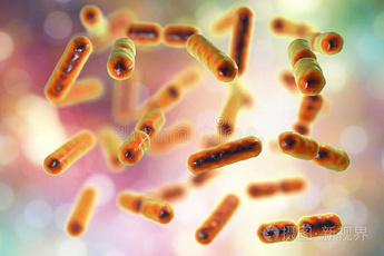 Lactobacillus acidophilus