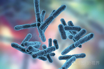 Probiotic Akkermansia Muciniphila