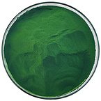 Chlorella Powder