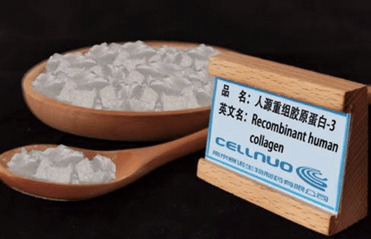 Recombinant Type III collagen