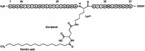 Liraglutide