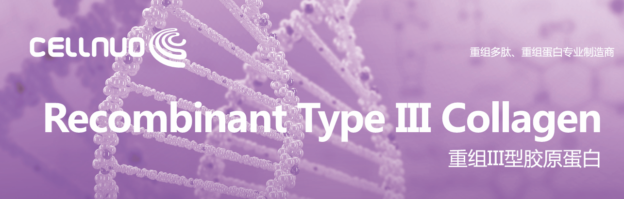 Recombinant Type III collagen