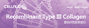 Recombinant Type III collagen