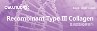 Recombinant Type III collagen