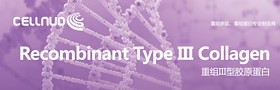 Recombinant Type III collagen