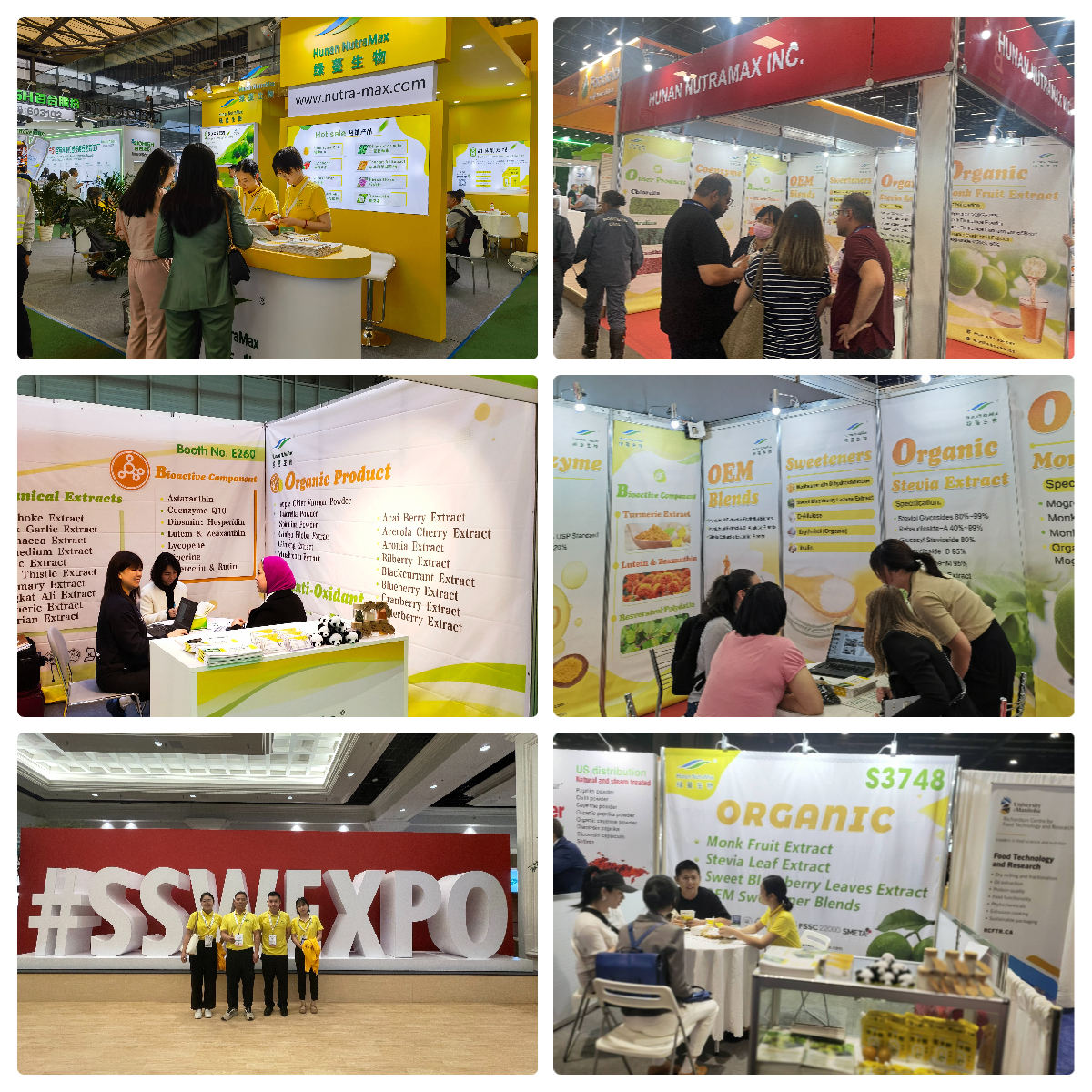 4:1-20:1 Pure Perilla Leaf Extract Powder