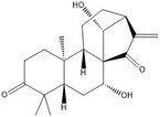 glaucocalyxin A