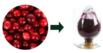 Cranberry extract