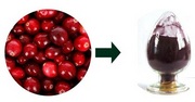 Cranberry extract