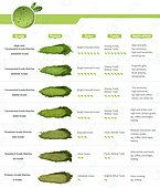 Organic Ceremonial Grade Matcha Powder